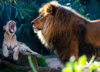ONU avertizează: O cincime dintre speciile migratoare din lume este în pericol de dispariție Leu
