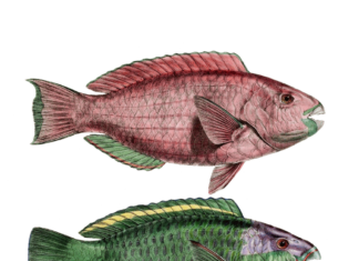 Patronatul Peştelui din România avertizează că 70% dintre fermele piscicole sunt în pericol de faliment Peste