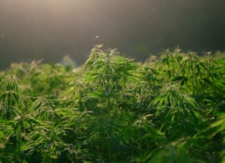 Medic ortoped prins când primea 20 kilograme de canabis Canabis