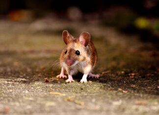 Embrioni de şoarece, obţinuţi în premieră în spaţiu Soarece