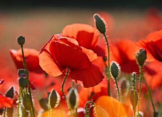 Zeci de kilograme de seminţe de mac retrase înainte de a fi vândute Maci