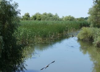 Pescarii cer interzicerea pescuitului ştiucii în Delta Dunării din luna februarie Delta Dunarii