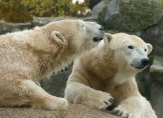 Urșii de pe Transfăgărășan, relocați de autorități Ursi