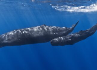 Prima rezervaţie de caşaloţi din lume, înființată în Insula Dominica din Marea Caraibilor Casaloti