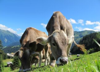 Fermierii din Danemarca vor plăti taxă pentru gazele cu efect de seră emise de animale Vaci