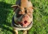 O rasă de câini interzisă în Marea Britanie din cauza agresivității acestora American Bullly