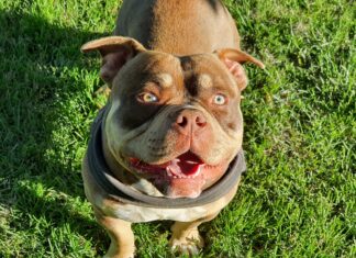 O rasă de câini interzisă în Marea Britanie din cauza agresivității acestora American Bullly