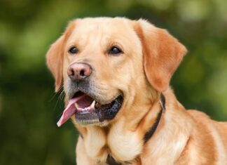 Trei câini de rasă pierduţi în Oradea, găsiți de proprietari cu ajutorul microcipurilor Labrador