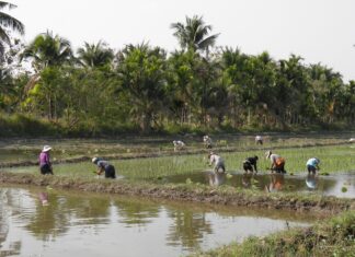 Muncitori români, exploatați de traficanții de persoane din Portugalia Tarani
