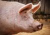 Recomandările ANSVSA privitor la sacrificarea porcului în gospodărie Porc