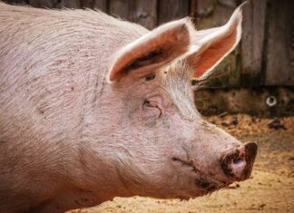 Cinci cazuri de trichineloză confirmate în județul Bistrița Năsăud Porc