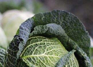 Un soi de varză vechi de peste 100 de ani, redescoperit de cercetători din Buzău Varza