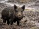 Porcii mistreți din Buzău, omorâți din cauza virusului pestei porcine africane Mistret salbatic