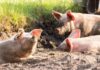 Aproximativ 24.000 de porci sacrificați din cauza pestei porcine africane Porci