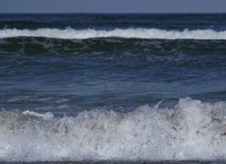 Luciul apei Mării Negre, scos la licitație în premieră Marea Neagra