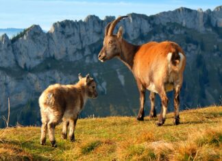 Caprele alpine devin animale nocturne Capra alpina