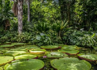 Oraș antic ascuns de vegetație timp de mii de ani, descoperit în Amazon Amazon