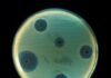 Un nou antibiotic care poate distruge bacteriile rezistente la medicamente, descoperit de oamenii de ştiinţă Antibiotic