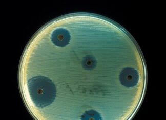 Un nou antibiotic care poate distruge bacteriile rezistente la medicamente, descoperit de oamenii de ştiinţă Antibiotic