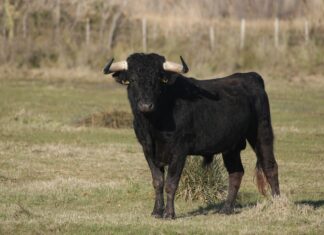 O firmă din Spania care organizează coride cu tauri va oferi copiilor sub opt ani bilete gratuite Taur