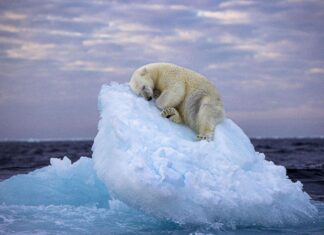 Fotografia de natură sălbatică a anului: Urs polar dormind pe un aisberg în derivă Urs adormit pe aisberg