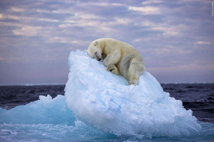 Urs adormit pe aisberg