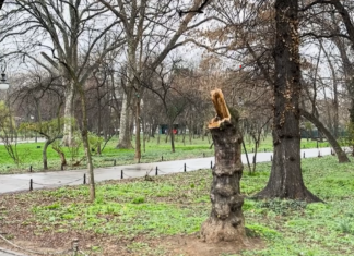 Popescu Piedone : Oameni buni și cumsecade, chemați, vă rog, un salvator profesionist și… salvați Bucureștiul Cismigiu