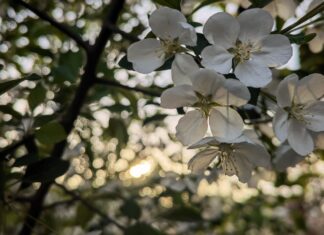 Când are loc echinocțiul de primăvară 2024 Echinoctiu de primavara