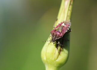 Ploșnițe descoperite în căminele Universității Transilvania din Brașov Plosnita