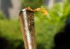 Flacăra Olimpică va fi aprinsă, marți, în Archaia Olympia Flacara olimpica
