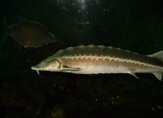 Bărbat prins când făcea braconaj în Marea Neagră sturion