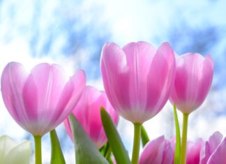 Lalele din Râmnicu Vâlcea, ținta preferată a hoților Lalele