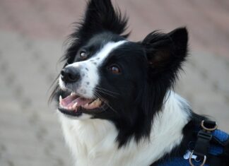 Un bărbat a ameninţat că va ucide toţi câinii într-o comună din Maramureș Ciine