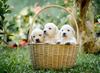 Amendă record pentru un bărbat care a abandonat șapte căței Catei