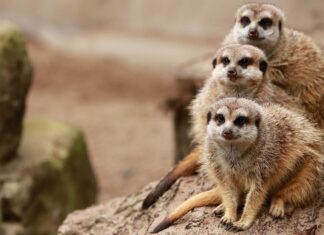 Au fost închise ultimele două grădini zoologice din Costa Rica Gradina zoologica