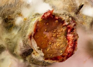 Medicii din vestul României, în alertă mUCEGAI