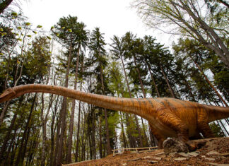 Incendiu la Dino Parc Râșnov Dino Parc