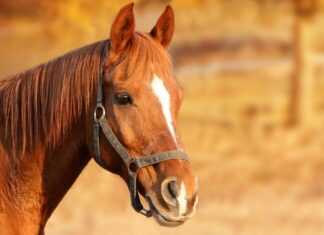 Căruțaș amendat cu 16.500 lei de polițiștii din Dâmbovița Cal