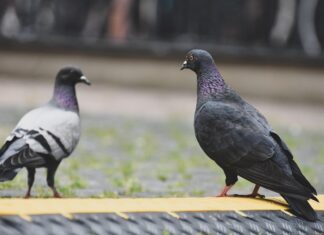 Focar de pseudopestă aviară în Parcul Natural Balta Mică a Brăilei porumbei