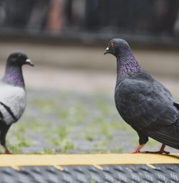 Focar de pseudopestă aviară în Parcul Natural Balta Mică a Brăilei porumbei