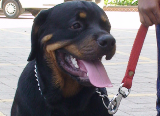 Femeie muşcată de un câine Rottweiler, în casa unui bărbat din Gorj Rotweiller