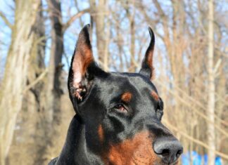 Fetiţă atacată într-un parc de câinele unui fotbalist de la FCSB doberman