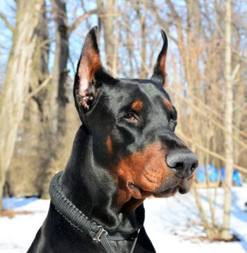 Fetiţă atacată într-un parc de câinele unui fotbalist de la FCSB doberman