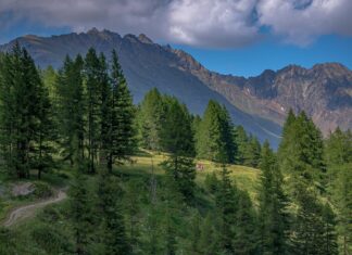 Romsilva derulează un program de corectare a torenţilor Torenti