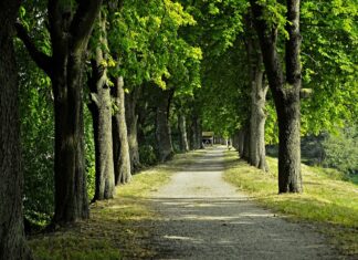 Castanii din municipiul Buzău, înfloriți pentru a doua oară în cursul acest an datorită temperaturilor ridicate Castani