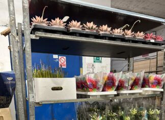 Haos în Piața de Flori din Sector 5: amenzi uriașe și mii de produse oprite de la comercializare!