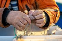 Bărbat din Tulcea, arestat după ce a pescuit știucă în perioada de prohibiție